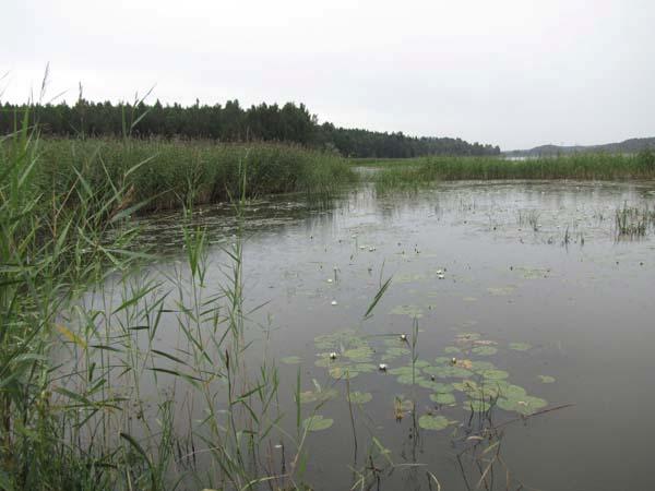 Kuvio 4 on Karhujärven etelärantaa, jota osin on raivattu avoimemmaksi. Karhujärven eteläpohjukka on pahoin umpeenkasvanut ja järviruo on valtaama. Toinen näkyvä laji on leveäosmankäämi.