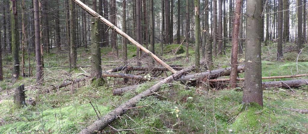 5. Liito-oravalle sopivat metsät Kotovuoren liito-oravalle sopiva metsä (kartta 1, kohde 2) Jyrkänteen alla kasva varttunutta kuusivaltaista, joka on ravinteisuudeltaan lehtomaista kangasta.