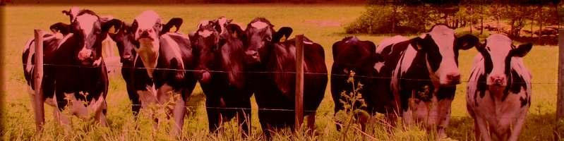 .. osallistumme Semexin tarjoamaan Gala-iltaan, ja 1.-1.. vietämme Torontossa seuraamassa yhtä maailman suurimmista maatalous- ja karjanäyttelyistä, The Royal Agricultural Winter Fair iä.