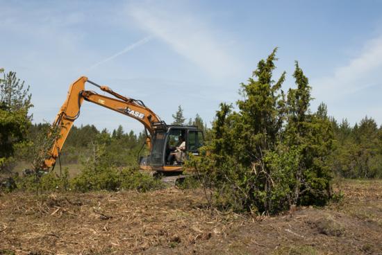 mäntymetsiä lähes 30 000 hehtaarilla joka puolella Viron saaria, Helm viittoilee. Helm puhuu mäntymonokulttuureista.