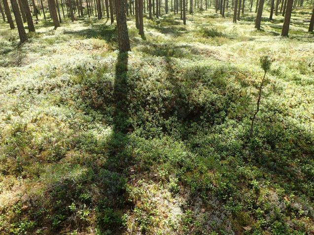 1-0,7 m syviä, pyöreitä kuoppia