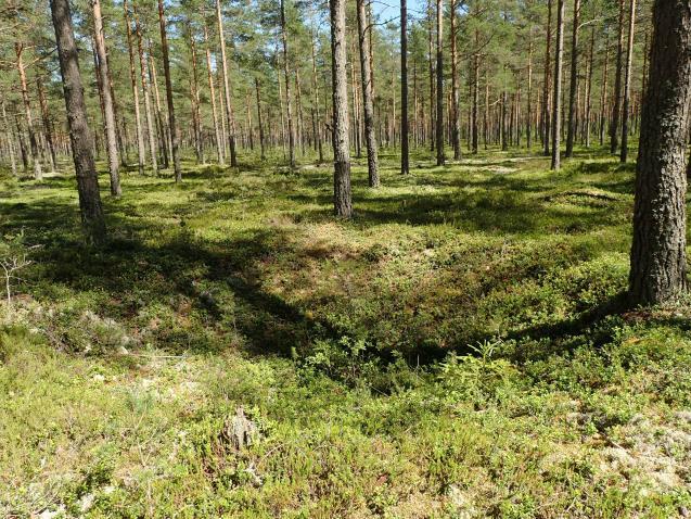 pyöreä halk 6 m suppilomainen.