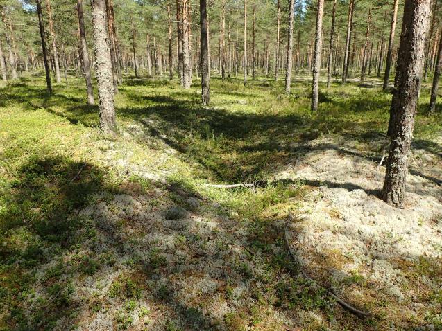 pyöreä halk 7 m suppilomainen