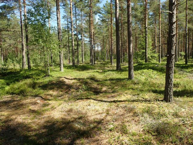 muinaisjäännökset. Kaavassa Sm.