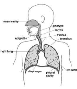 org/wiki/Common_cold Komplikaatiot Otiitti Sinuiitti Bronkiitti, bronkioliitti Pneumonia Astman ym.