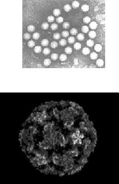 SARS-CoV Gammacoronavirus