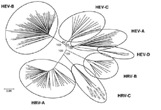 enterorokko, (poliohalvaus) myokardiitti, tyypin 1 diabetes Savolainen-Kopra et al., 2009. J Clin Microbiol.