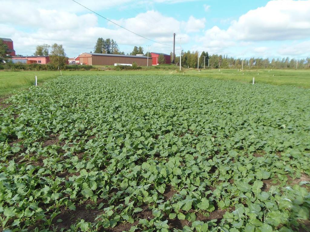 22.8.2013, reilussa viikossa kasvusto oli lisännyt lehtipinta-alaa merkittävästi ja peitti melkein jo koko pellon pinnan.