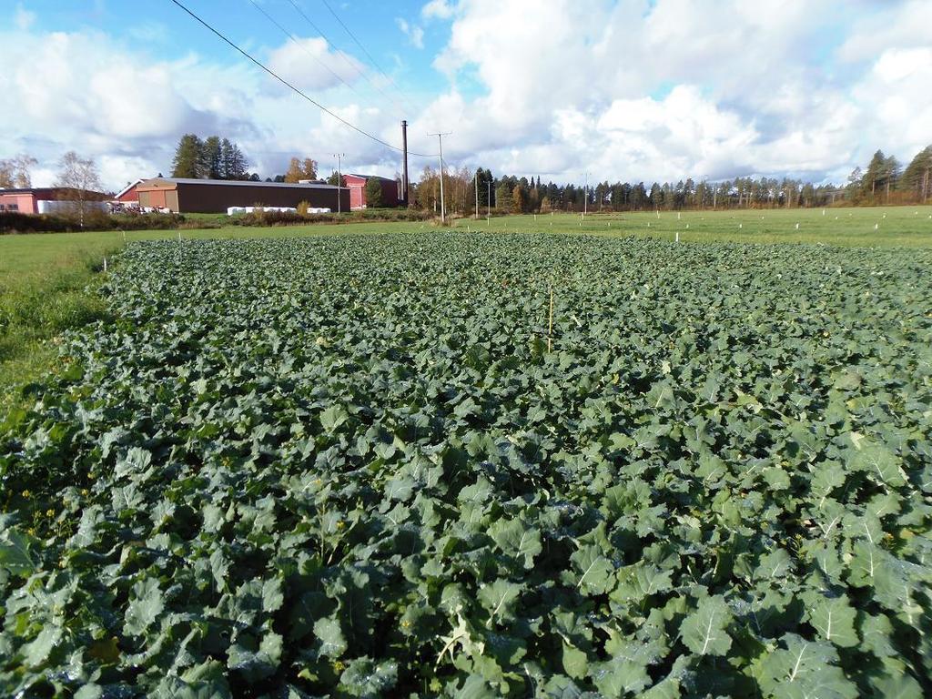 22.9.2013, kasvusto jatkoi voimakasta kasvuaan erittäin lämpimän elokuun lopun ja syyskuun aikana.