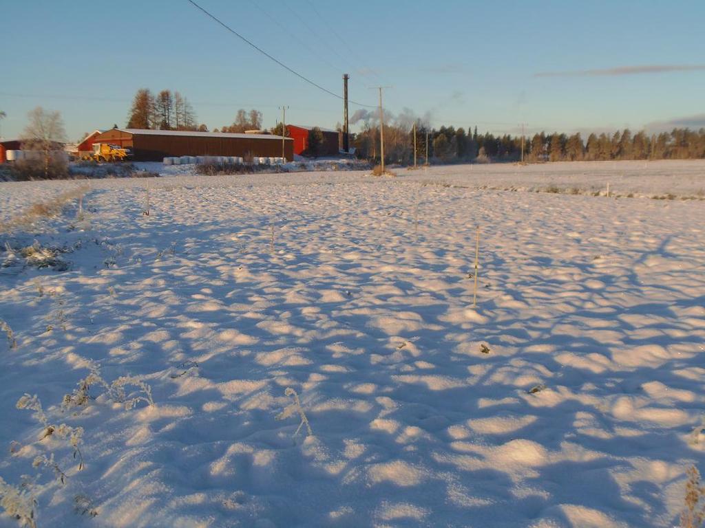 22.10.2013, noin 1,5 viikkoa edellisestä ja kasvusto oli kokonaan lumen peittämää. Lämpötila oli kuvauspäivänä koko syksyn alin, -12 C.