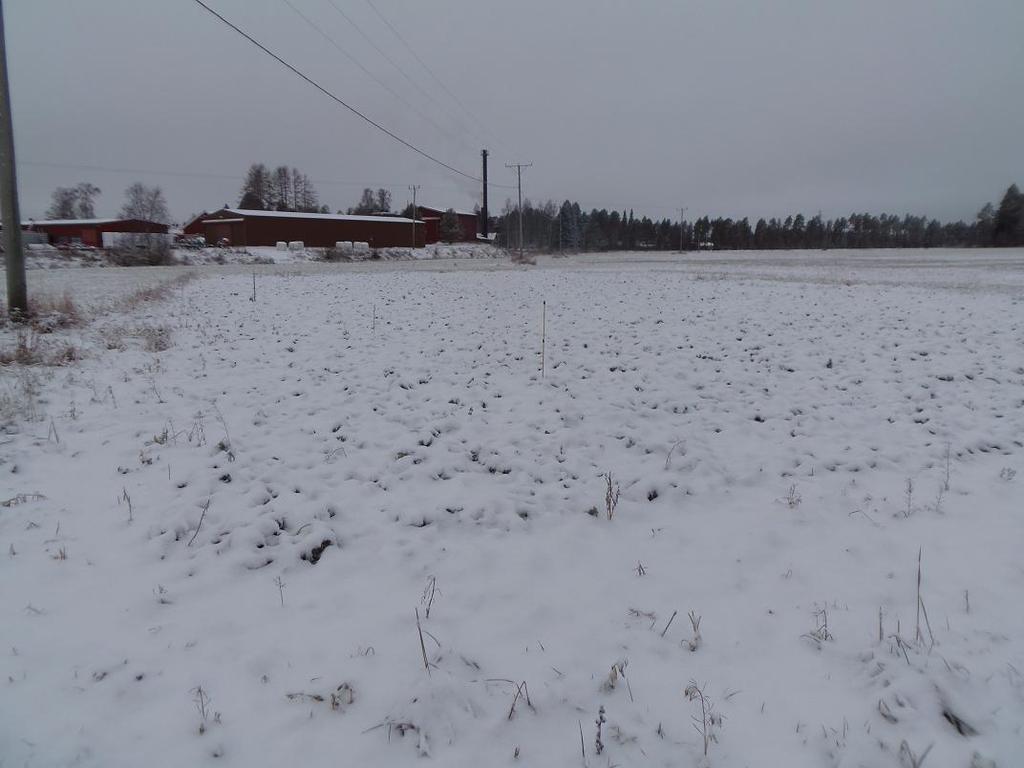 22.11.2013, kasvusto oli jälleen lumen peittämää, sillä lunta satoi taas juuri ennen kuvauspäivää.