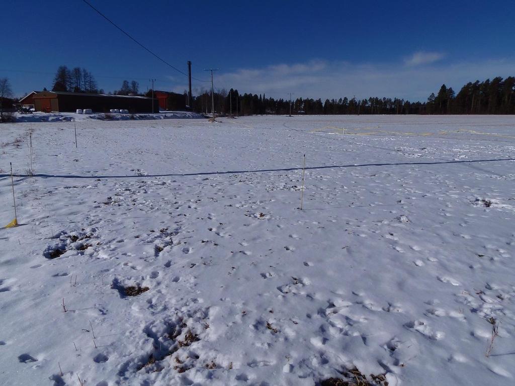 22.3.2014, maaliskuulla lunta oli taas jo vähemmän ja koealalla olivat jälleen