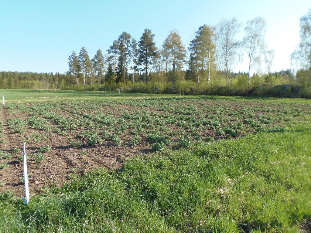 22.5.2014, 22.5.2015, toukokuun alkupuolisko oli kylmä ja varsinainen kasvuun lähtö tapahtui useassa vaiheessa.