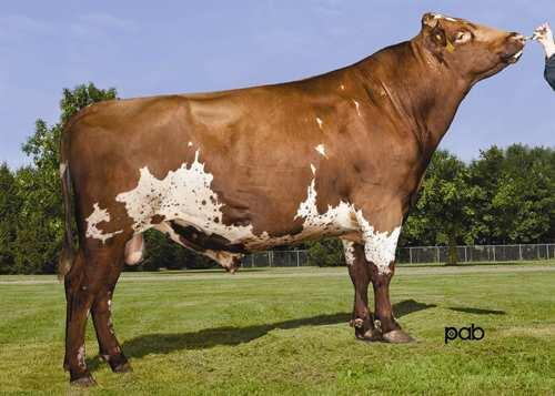 LESSARD JUMPER 0200AY00702 NORMANDIN x TRIDENT GLPI +2611 VG-87-4YR-CAN TF Rek #: AYCANM105650307 aaa: 243156 DMS: 345 Kappakaseiini: AE Beettakaseiini: A1A1