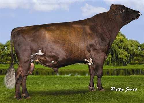 DUO STAR GENTLEMAN 0200AY00728 REALITY x CALIMERO GLPI +2332 TF Rek #: AYCANM106306758 aaa: DMS: Kappakaseiini: AA Beettakaseiini: A2A2 TUOTOS 64 Karjoja