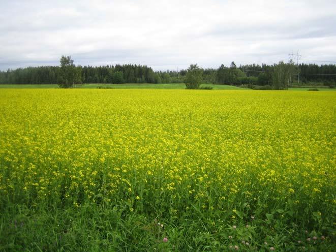 Rypsin viljely Kuva: Kaija Hinkkanen Kasvupaikka ja viljelyalue Hikevä hietamaa paras, moreenimailla kivisyys voi haitata tasaisen kylvöalusta tekemistä, multamaat kylmiä, hiesu kuorettuu herkästi ph