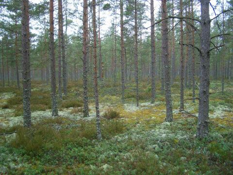 inventointi Sijainti: Paikka sijaitsee Koverharin länsipuolella, Sandöträsketin luoteispuolella, Hangontien eteläpuolella 148 m, Santalan