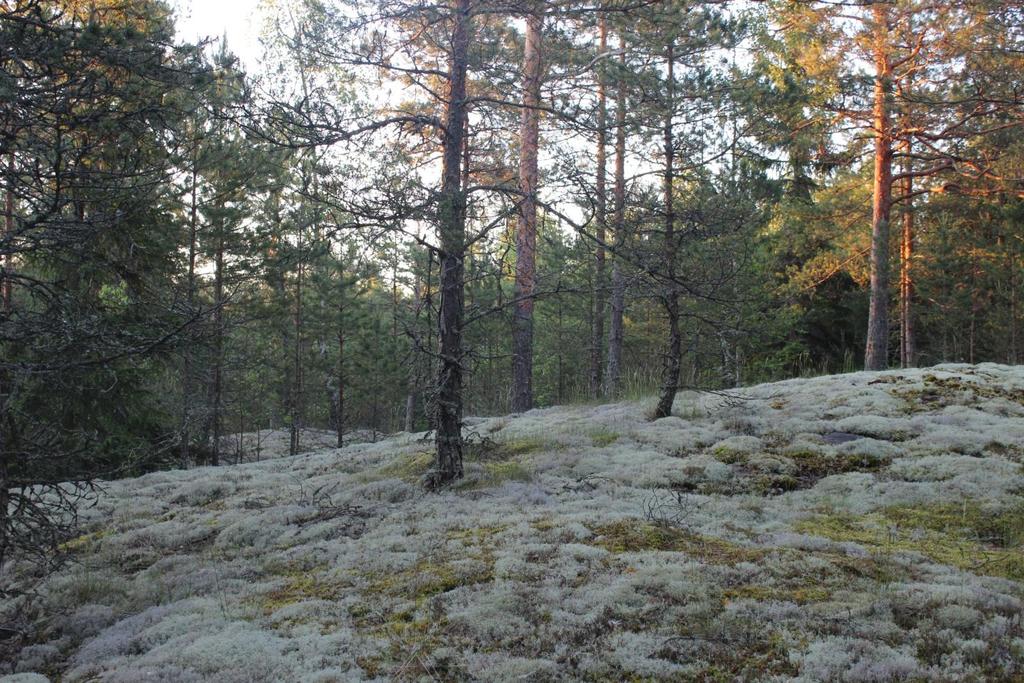 Mustaniemen luontoselvitys 2014 Rymättylä 28.