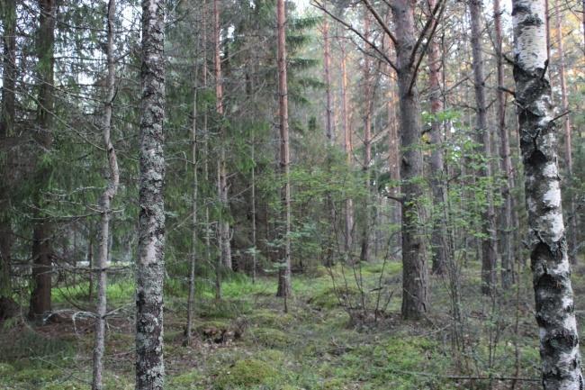 3 1 Johdanto Mustaniemen luontoselvitys on tehty asemakaavan suunnitelmien pohjaksi Nosto Consulting Oy:n toimeksiannosta.