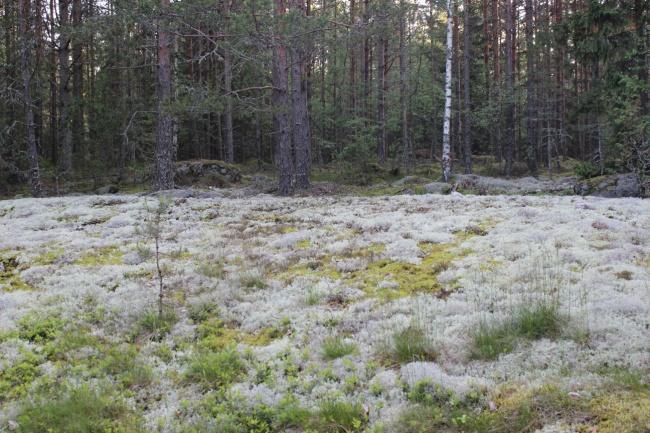 4 2.3 Kuvio 2 Kuviota 2 ovat kuvion 1 sisällä olevat kallion avoimet päällisalueet, joita peittää sammal- ja jäkäläkasvusto.
