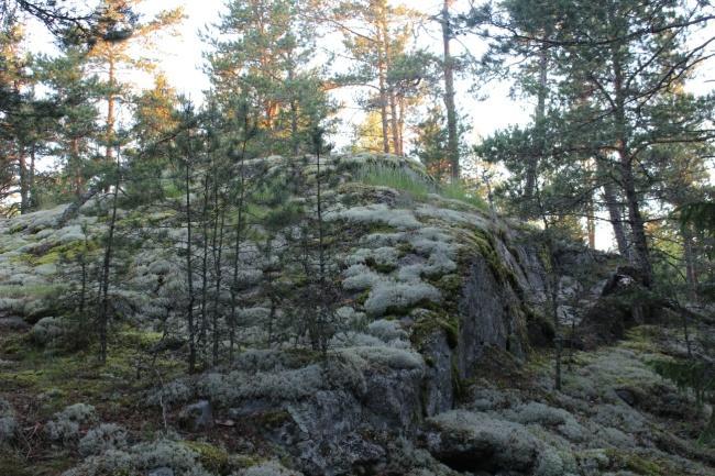 Avokallion reunoilla kasvaa kanervaa ja variksenmarjaa. Kallionlaet ovat metsälain tarkoittamia erityisen tärkeitä elinympäristöjä.