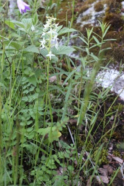 4 Mustaniementien piennar Peltojen kohdalla tienpientareella kasvaa valkovuokkoa, ahomansikkaa, särmäkuismaa, käenkaalia, niittysuolaheinää, päivänkakkaraa, hiirenporrasta, harakankelloa,