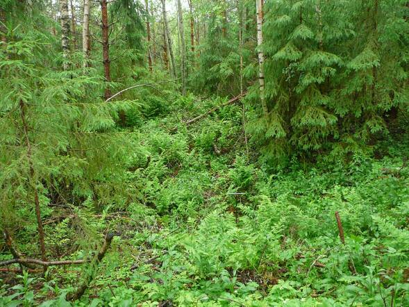 Poutiainen & Rostedt 2009 inventointi Löydöt: KM 38026, kvartsi-iskoksia, diar 16.11.
