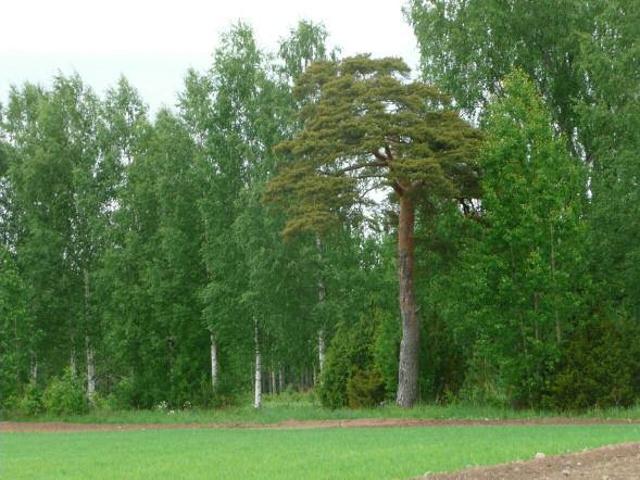 23 Pilkkapetäjä. Alla osin umpeen kasvaneessa pilkassa numero 7.