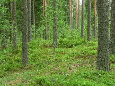 Jyrkät reunat ja pohjalta suppilomainen. Selvät vallit. Halkaisija valleineen 7-8 m ja syvyys 1.2-1.4 m.