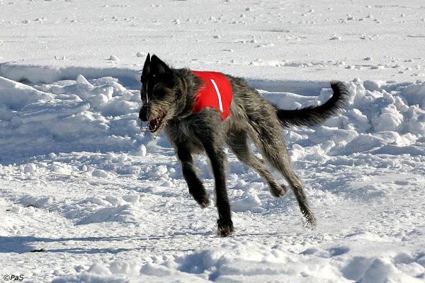 Alkuerärata sopi varauksin kaikille roduille, alueella pehmeää ja upottavaa hiekkaa mikä lisäsi hyvin teknisen radan raskautta.