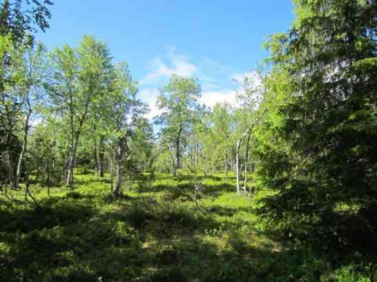 LUONTOSELVITYS 16UEC0076 20.12.