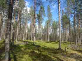 Kuovitunturilla, Palonenäkkeenvaaralla ja Palokilkan länsirinteellä.