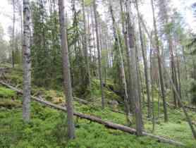 Tuoreilla kerrossammal-mustikkatyypin (HMT) kankailla puuston muodostaa kuusi, nuoremmilla kankailla mänty.