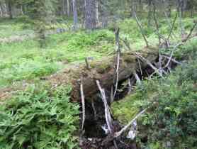 Ruohokangaskorpien lajisto on monipuolisempaa: korpi-imarre, metsäalvejuuri, oravanmarja, ruohokanukka, palmusammal ja okarahkasammal. 17 Kuva 3-7.