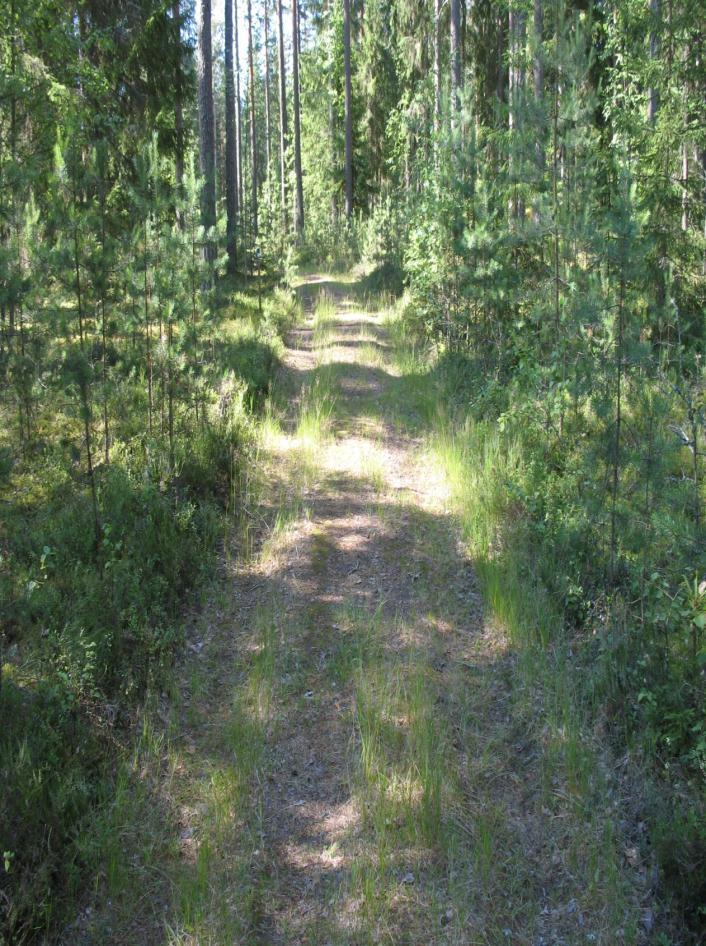 (harju)keltalieko, häränsilmä, kalliokielo,