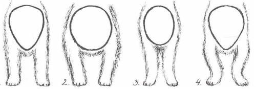 57 Kuva 12. Rintakehän muoto usein ratkaisee miltä etuosa näyttää. Vasemmalla oikeanmallinen etuosa, jossa oikeanmallinen rintakehä ja suorat, tassuista hieman ulospäin kääntyvät raajat.