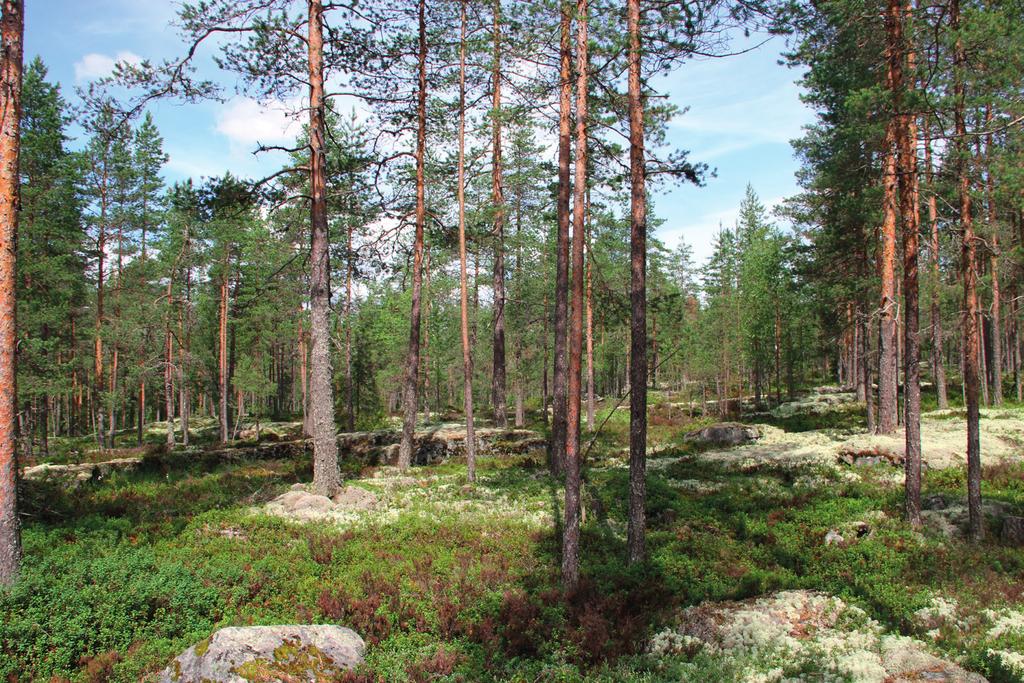 Suomen Luontotieto Oy YLÄNEEN TAAJAMAN KOILLISOSAN ASEMAKAAVA-ALUEEN LUONTOARVOJEN PERUSSELVITYS 2016 3.