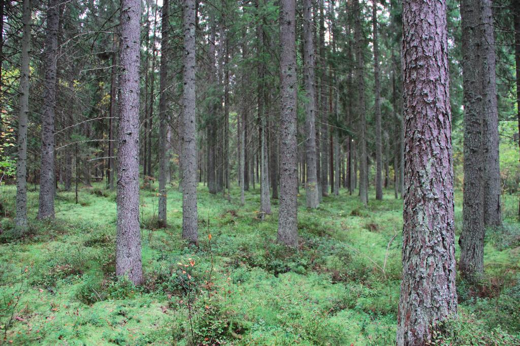 Suomen Luontotieto Oy YLÄNEEN TAAJAMAN KOILLISOSAN ASEMAKAAVA-ALUEEN LUONTOARVOJEN PERUSSELVITYS 2016 Lohko 2 Alueen eteläosassa kallioiden välisessä notkelmassa on varttunut kuusivaltainen