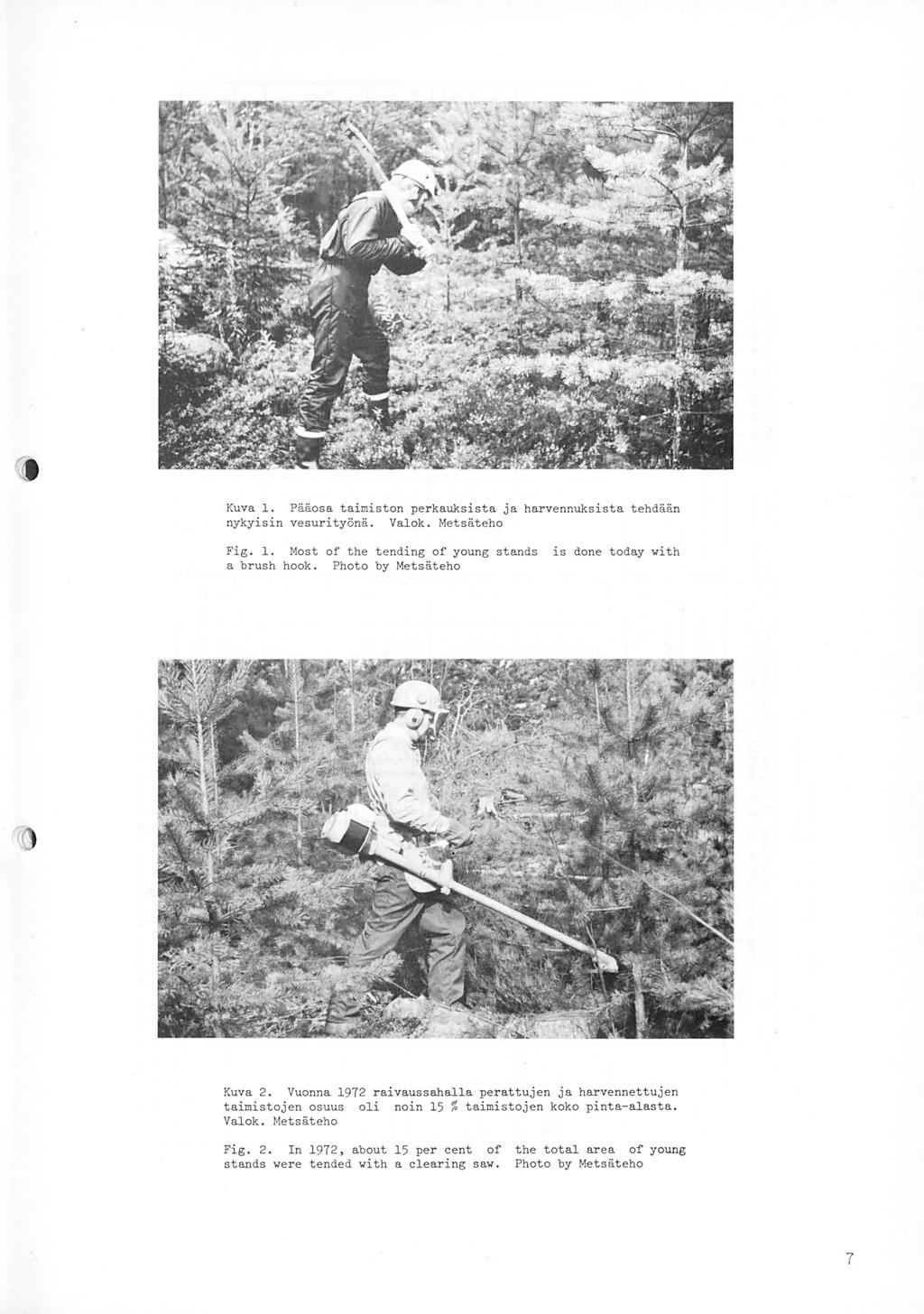 Kuva 1. Pääosa taimiston perkauks i sta ja harvennuksista tehdään nykyisin vesurityönä. Valok. Metsäteho Fig. 1. Most of the tending of young stands a brush hook.