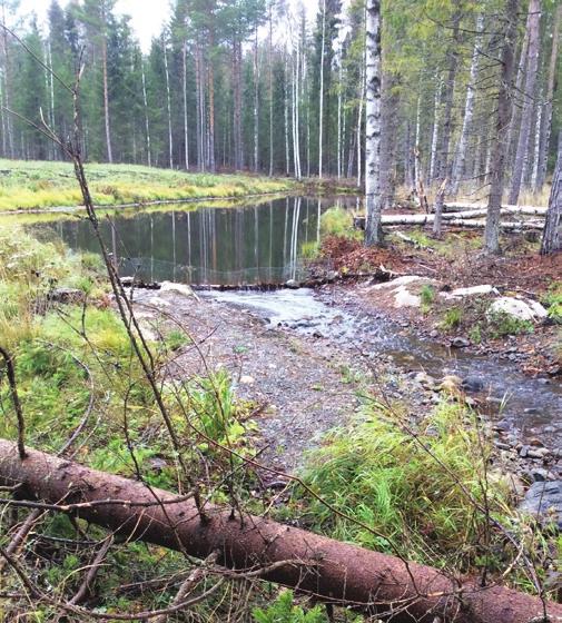 Lokakuisella ruskaretkellä pistäydyttiin tällä kertaa tutustumassa myös Sitturinojan laskeutusaltaaseen Sen tarkoitus on vähentää