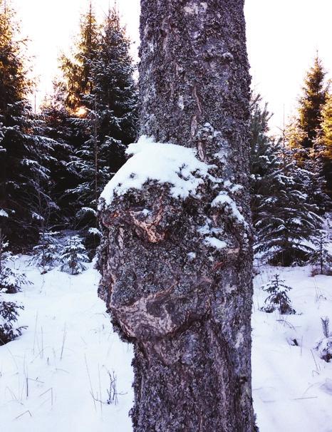 Lähettäjä: Rimmilän kyläyhdistys ry Renkajärventie 1392, 14450 Rimmilä Vuosikokous vasta maaliskuussa, jotta huvilaisetkin tulisivat Tämä on kutsu Rimmilän kyläyhdistyksen sääntömääräiseen