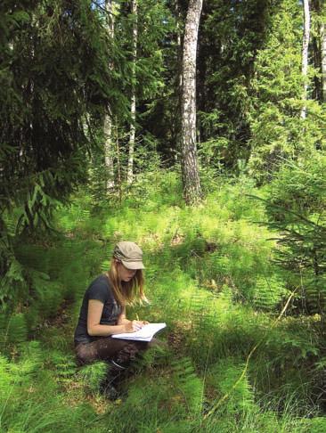 2 Tutkimusmenetelmät Nummimataran kasvupaikat Raumalla ja Raaseporissa kartoitettiin kesällä 2008. Raaseporin esiintymät kartoitettiin heinäkuussa ja Rauman esiintymät elokuun alussa.