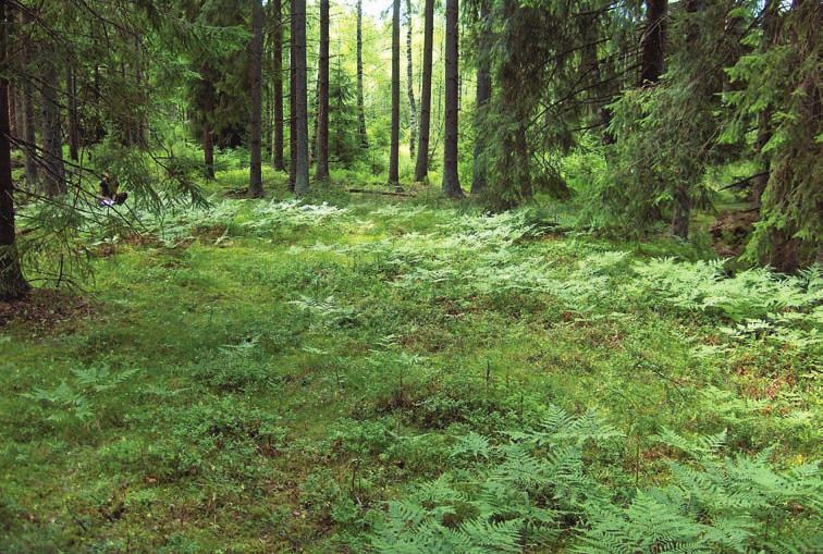 5 Nummimataran biologiaa 5.1 Kasvupaikkavaatimukset ja seuralaislajisto Nummimatara viihtyy valoisilla kasvupaikoilla kuten hakamaarinteillä, katajikkokedoilla ja metsänreunoissa.