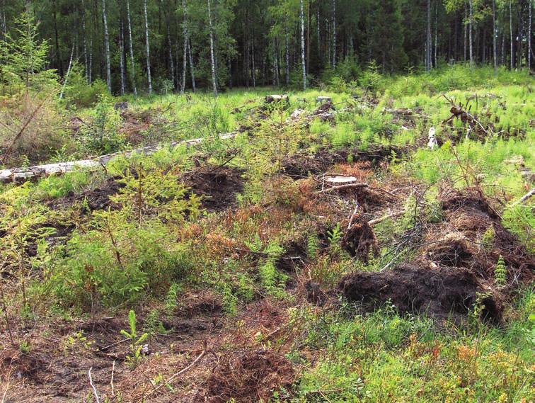 Kuva 11. Hakkuuaukea kesällä 2008. Kuva: Terhi Ryttäri 7.2.4 Torrsjön luoteispuoli, Raasepori (ent.