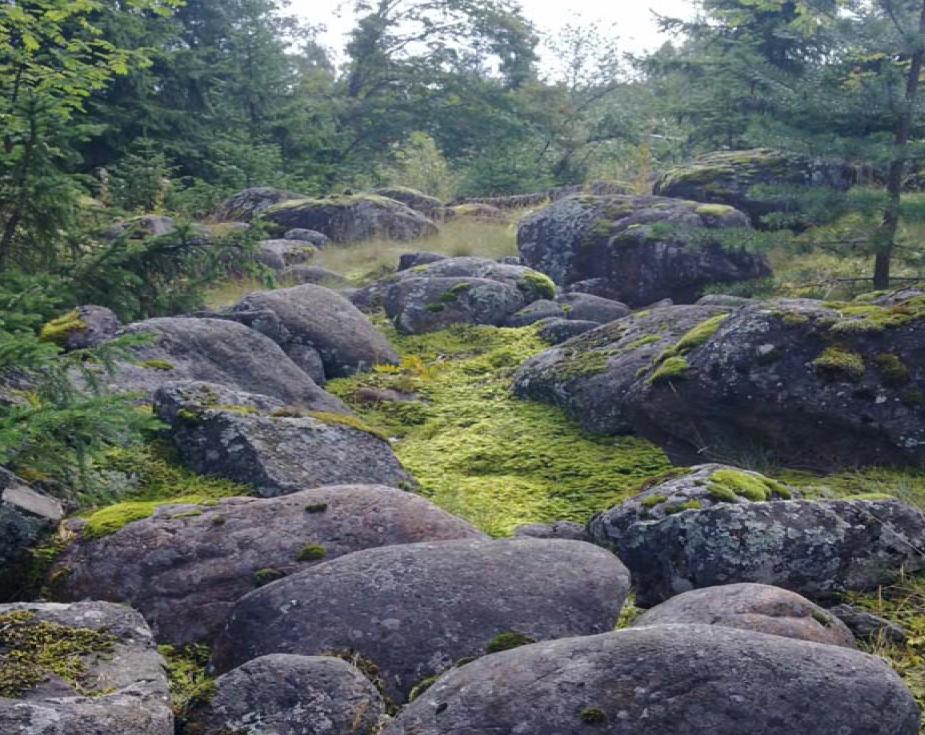 Heinimäen vanhaa rantakivikkoa. Vi heral u eet Viheralueet kasvavat tiheää puustoa ja niiden suojaava merkitys säilyy.