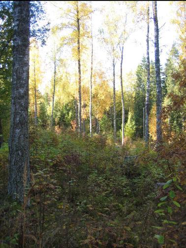 27(56) alueella ristiin rastiin. Yleisesti tutkimuksissa kysyttyjä taustatietoja, kuten koulutusta tai ikää, ei koettu tarkoituksenmukaisiksi tässä tutkimuksessa.