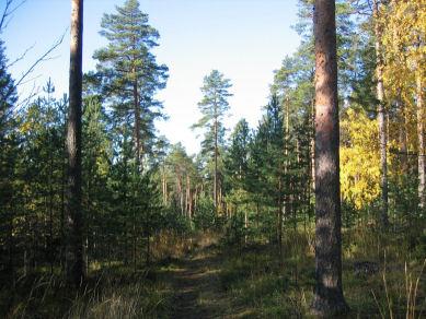 Kuvassa 4 näkyy luonnontilaista tai sen kaltaista sekapuustoista metsikköä, joka on jätetty metsänhoitotoimien ulkopuolelle.