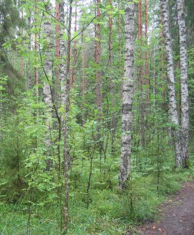 30(56) Kuva 5 esittää hieman suurempaa männyn taimikkoa, jossa on ylispuina vanhoja mäntyjä. Tämänkin kuvan valitsemisen tarkoituksena oli saada selville ulkoilijoiden mielipiteitä taimikoista.