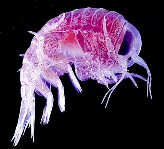 Plankton -plankton ryhmät ovat kasvi ja eläinplankton. -planktonleviä ovat muun muassa piilevät ja viherlevät. -planktoneliöt keijuvat vedessä.