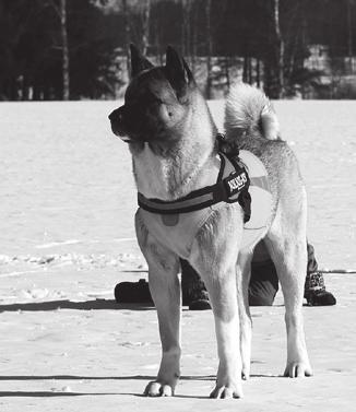 7 ja Greyhoundit Vinga (Sjudraget Vinga) 1-v ja Duva (Sjudraget Duva) 7kk. Jokaisella koiralla on tietystikin aivan omanlaisensa luonne, mutta myös rotukohtaiset erot ovat hyvin selvät.